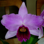 Laelia purpurata